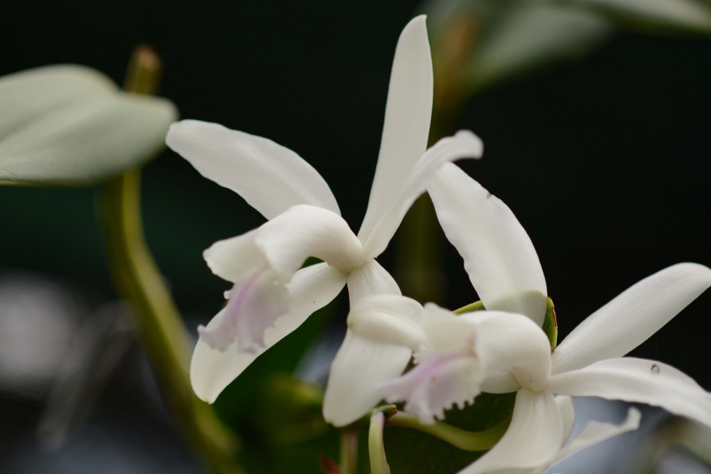 Foto: Orquidea - Jardin Botanico Lankester (Cartago), Costa Rica