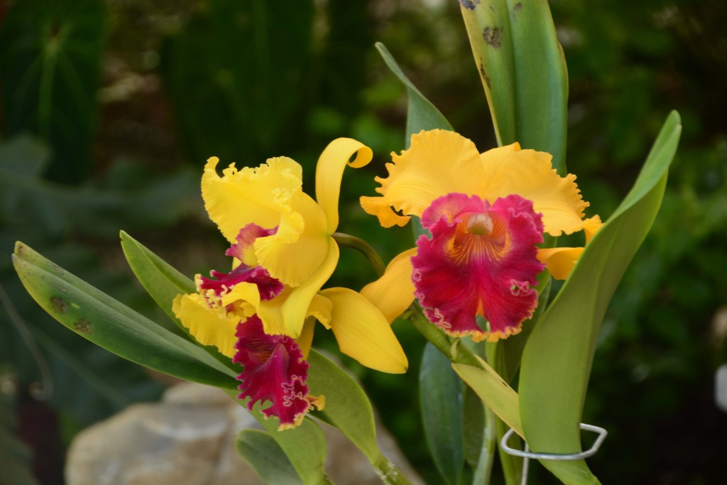 Foto: Orquidea - Jardin Botanico Lankester (Cartago), Costa Rica