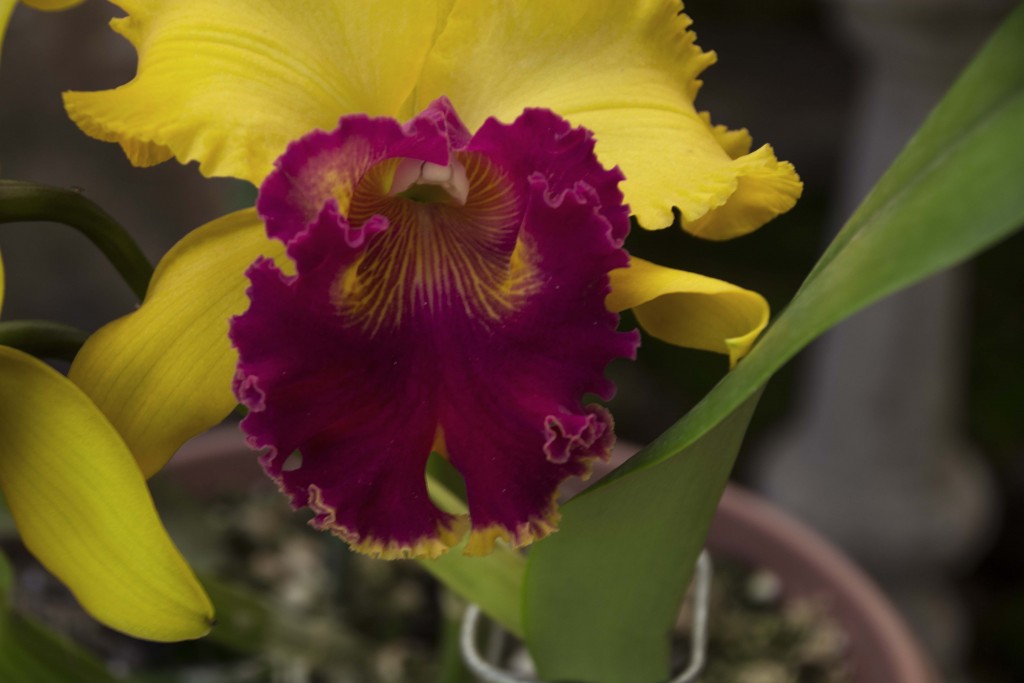 Foto: Orquideas - Parque Nacional Prusia (Cartago), Costa Rica