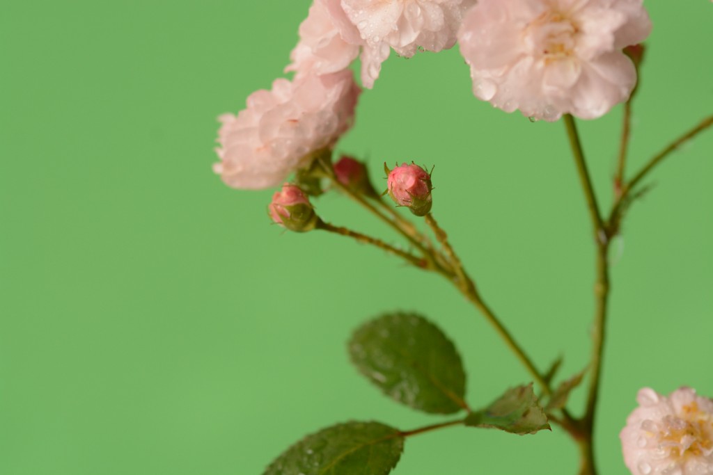 Foto de Alajuela, Costa Rica