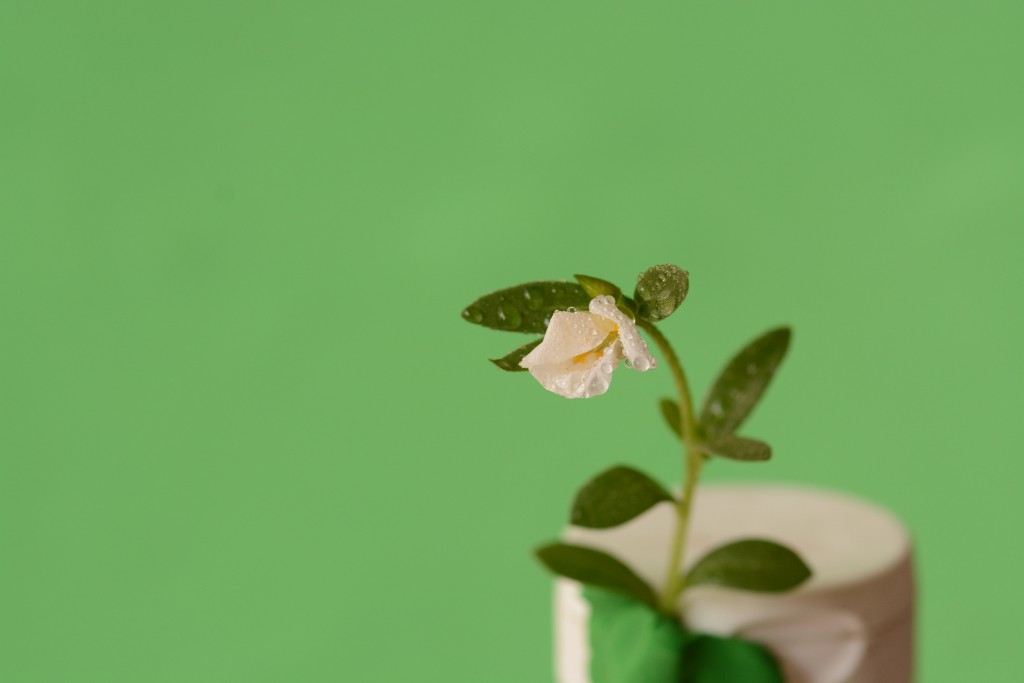 Foto de Alajuela, Costa Rica