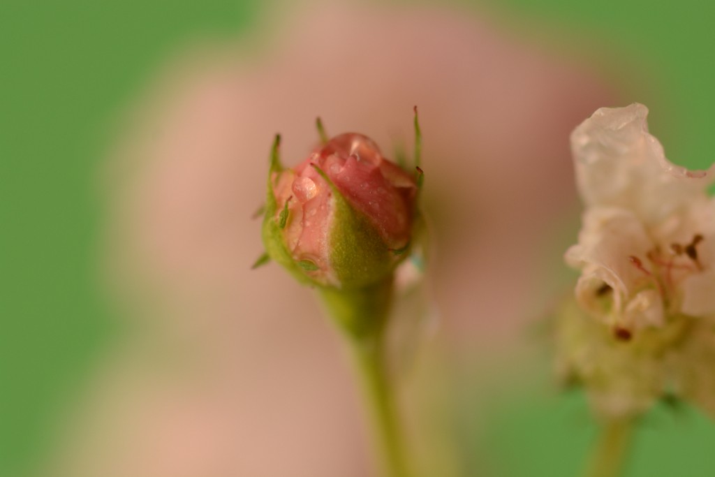 Foto de Alajuela, Costa Rica