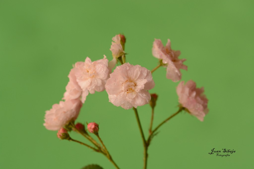 Foto de Alajuela, Costa Rica