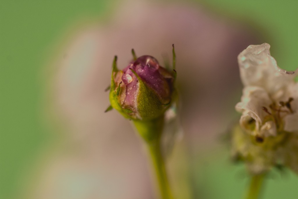Foto de Alajuela, Costa Rica