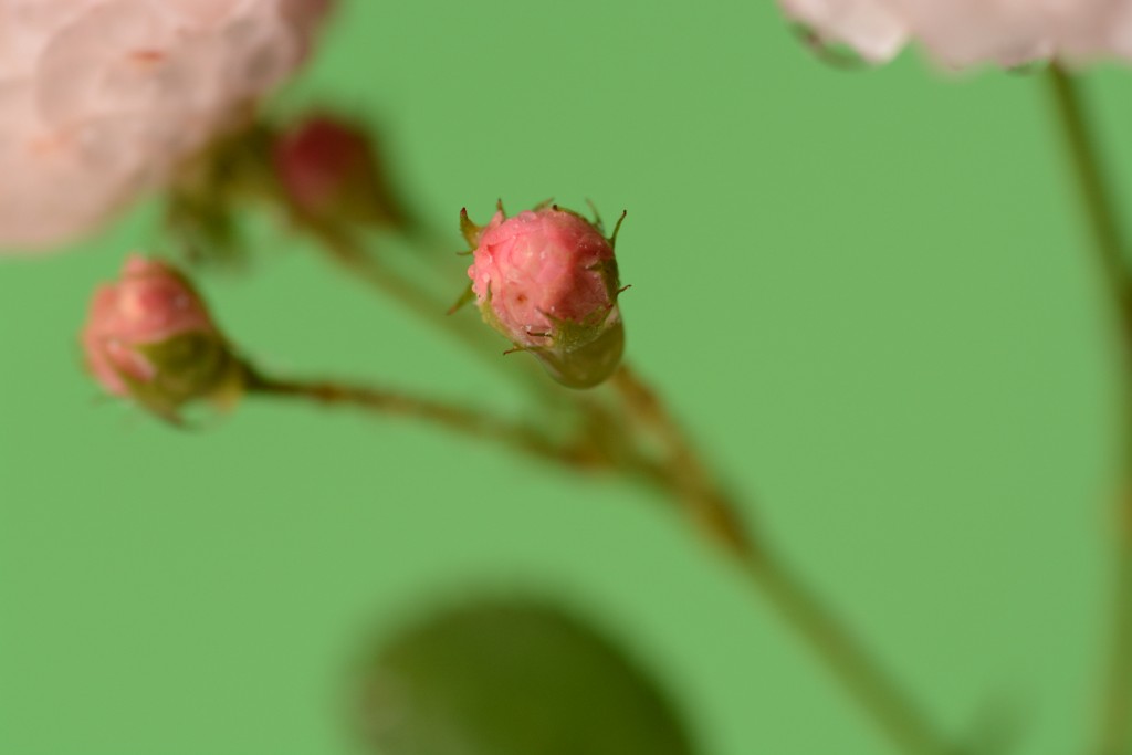 Foto de Alajuela, Costa Rica