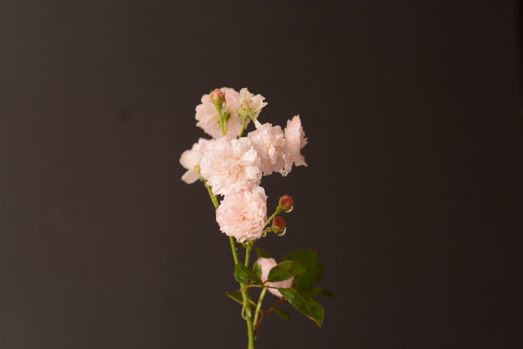 Foto de Alajuela, Costa Rica