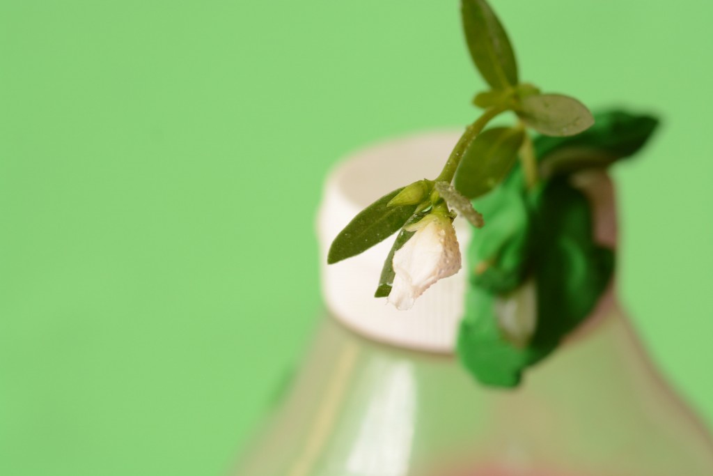 Foto de Alajuela, Costa Rica