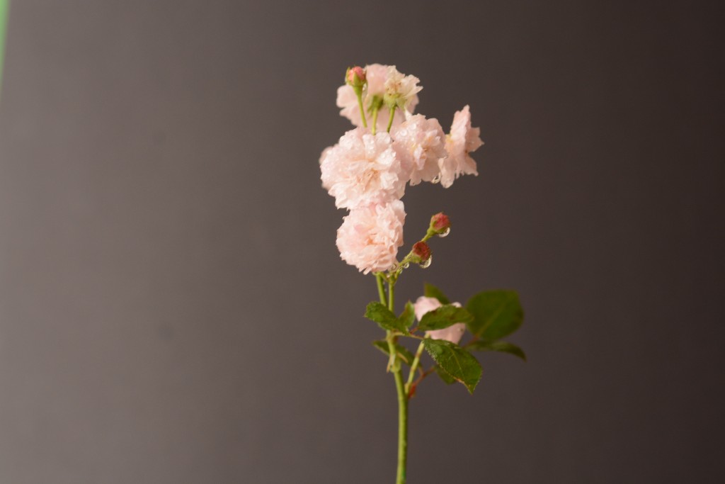 Foto de Alajuela, Costa Rica