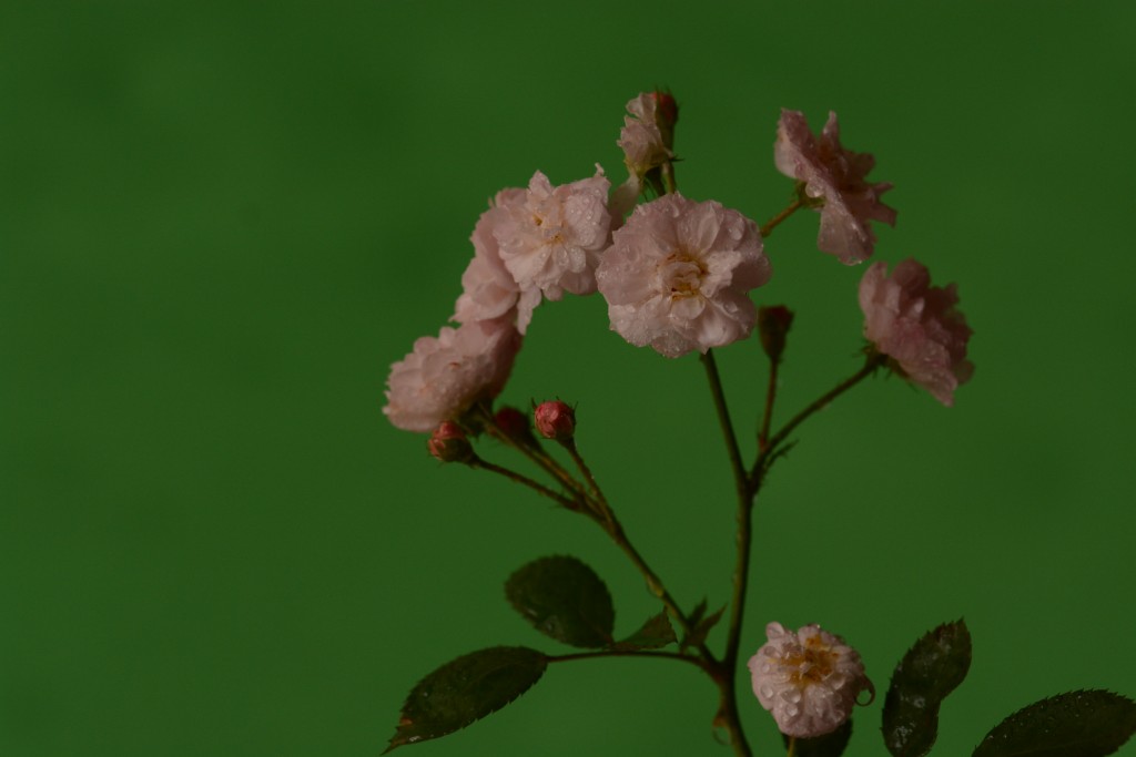 Foto de Alajuela, Costa Rica