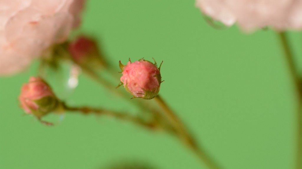 Foto de Alajuela, Costa Rica