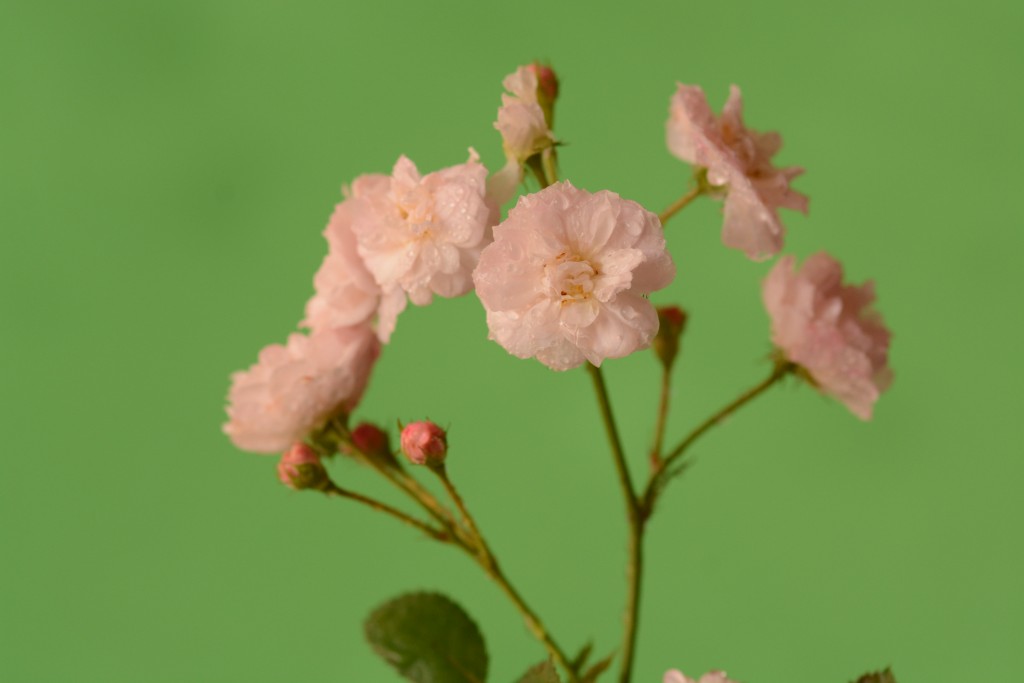 Foto de Alajuela, Costa Rica