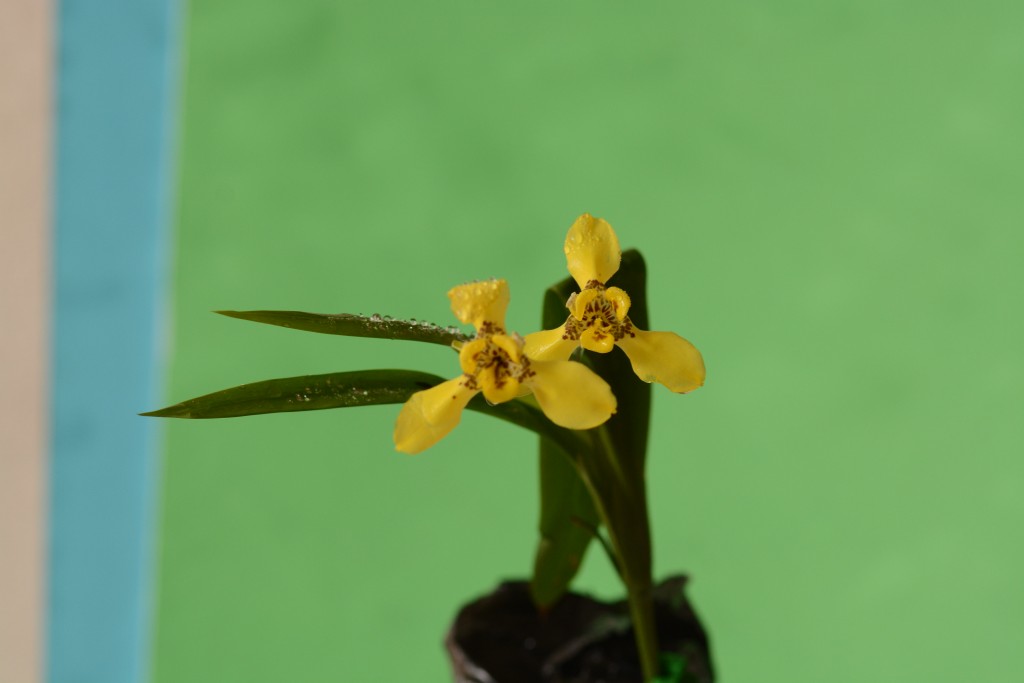 Foto de Alajuela, Costa Rica