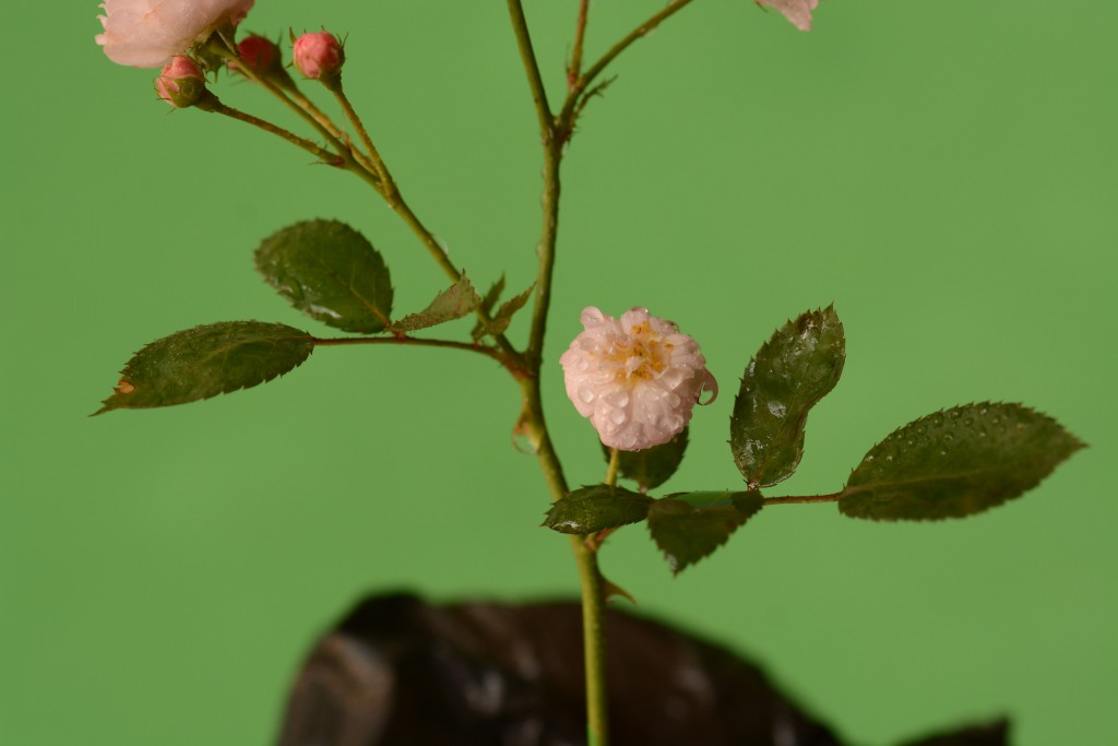 Foto de Alajuela, Costa Rica