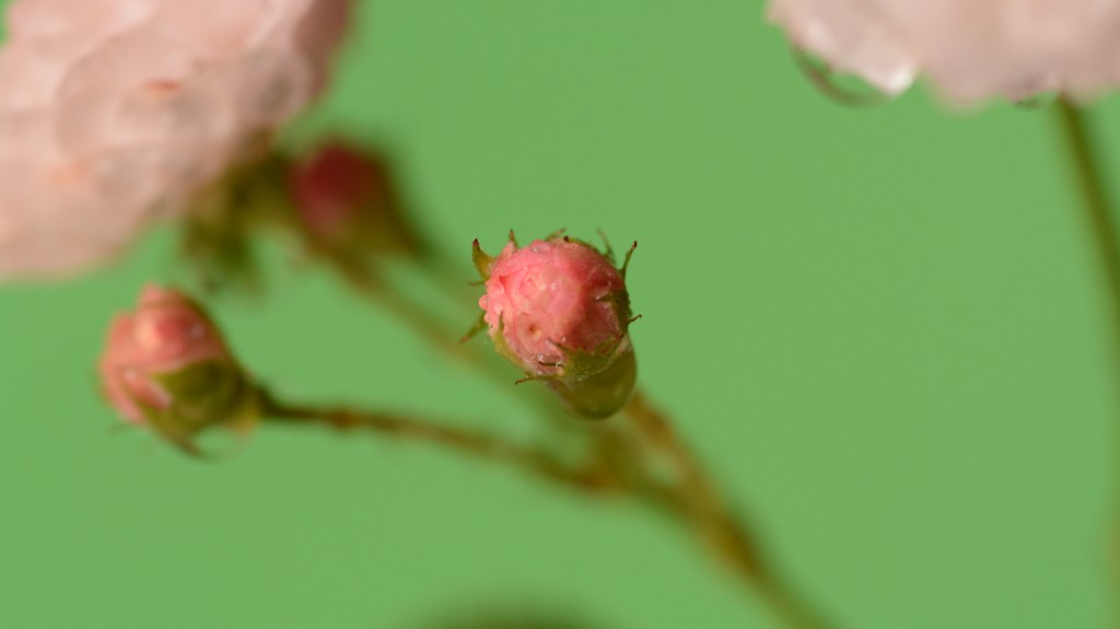 Foto de Alajuela, Costa Rica