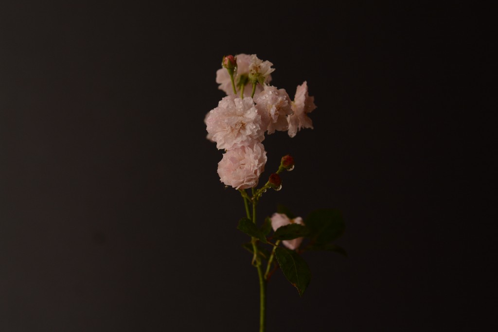 Foto de Alajuela, Costa Rica