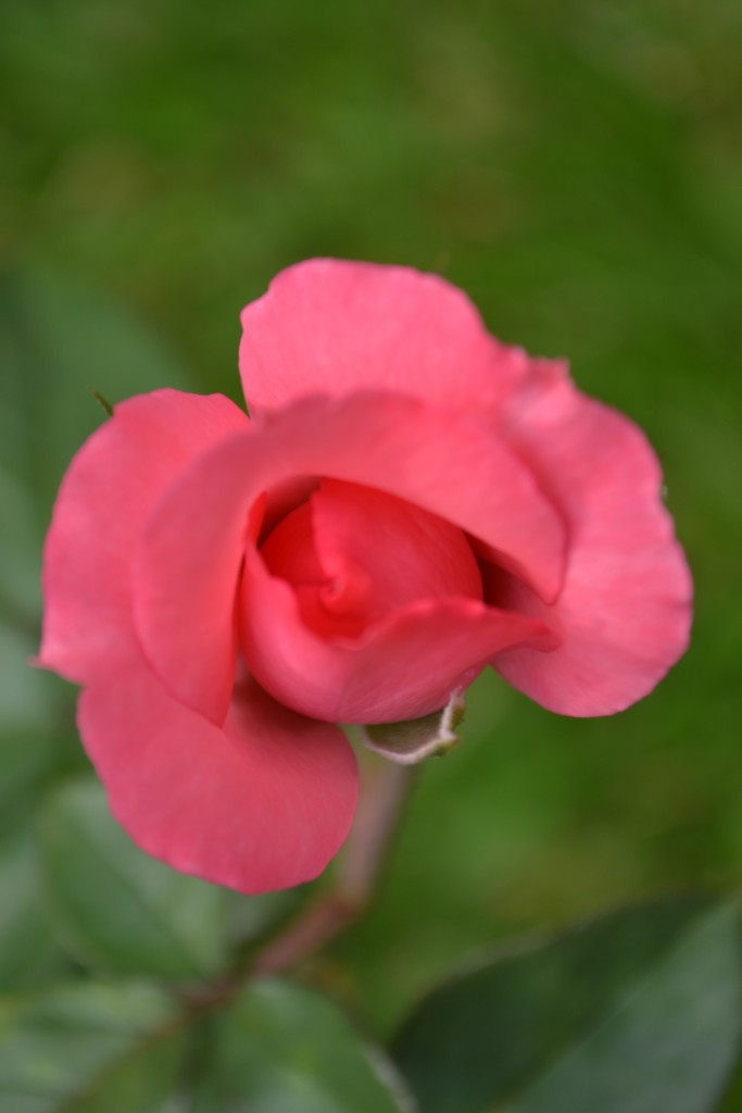 Foto de Alajuela, Costa Rica