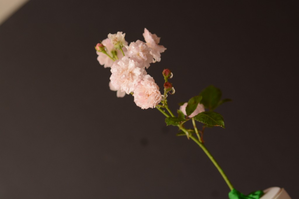 Foto de Alajuela, Costa Rica