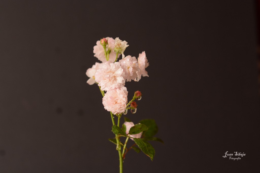 Foto de Alajuela, Costa Rica