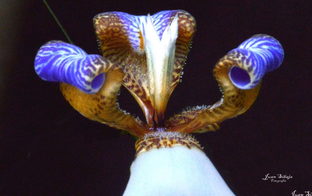 Foto de Alajuela, Costa Rica