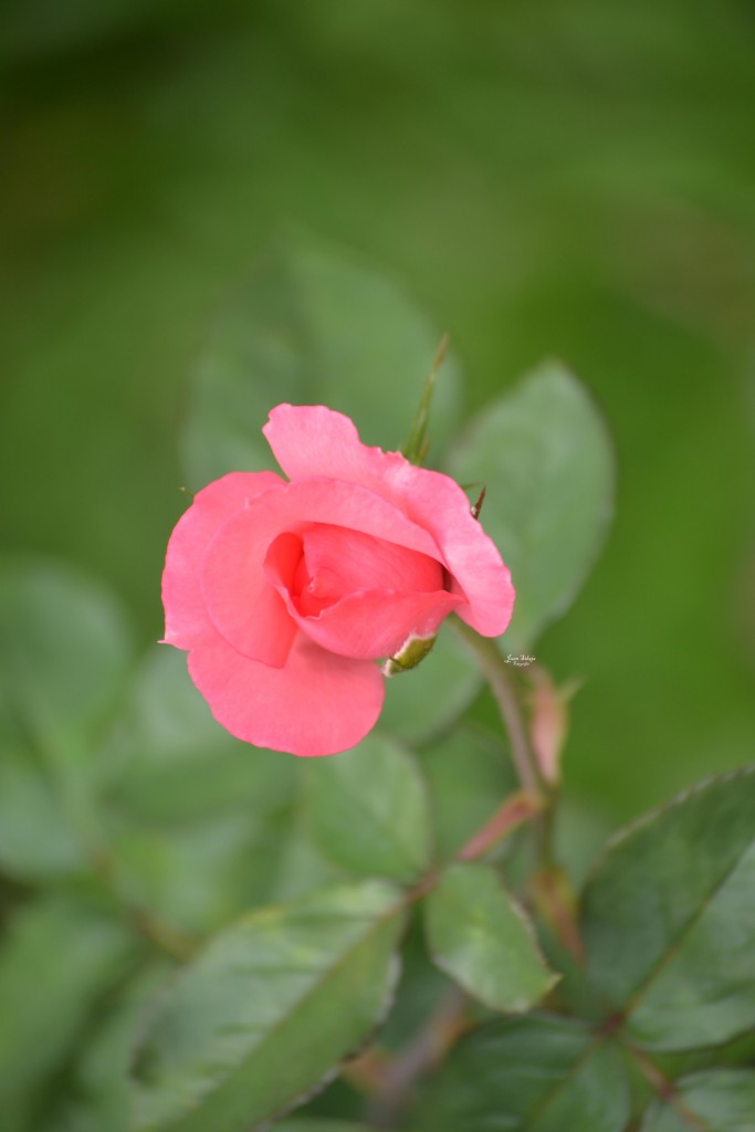 Foto de Alajuela, Costa Rica