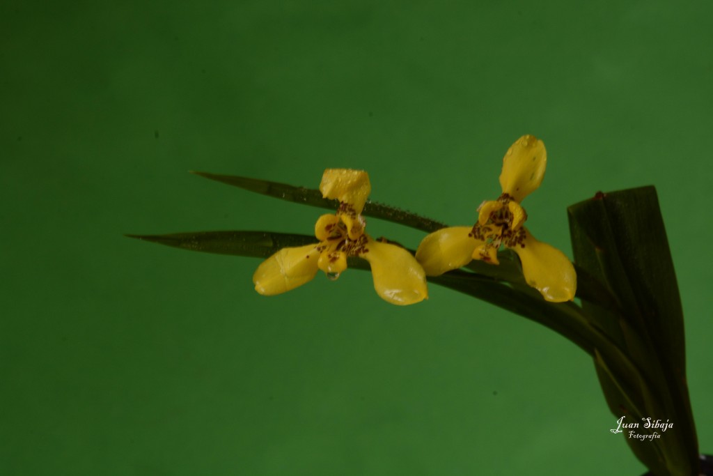 Foto de Alajuela, Costa Rica