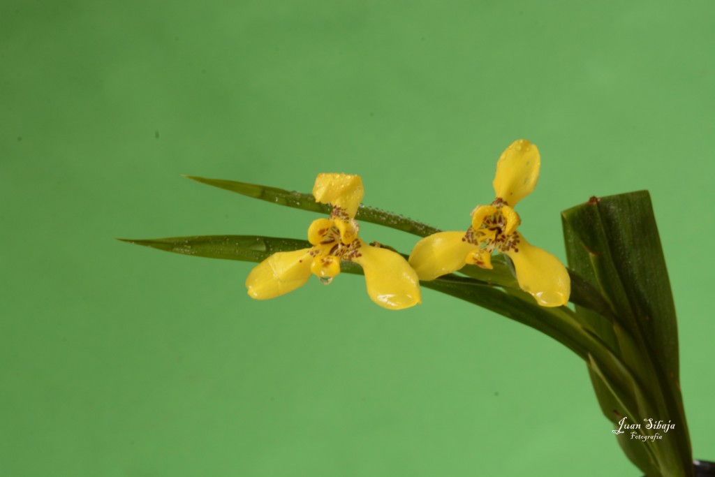 Foto de Alajuela, Costa Rica