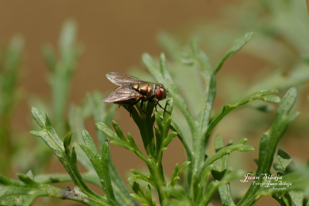 Foto de Alajuela, Costa Rica