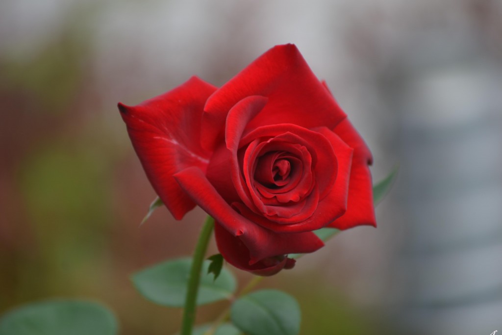 Foto de Alajuela, Costa Rica