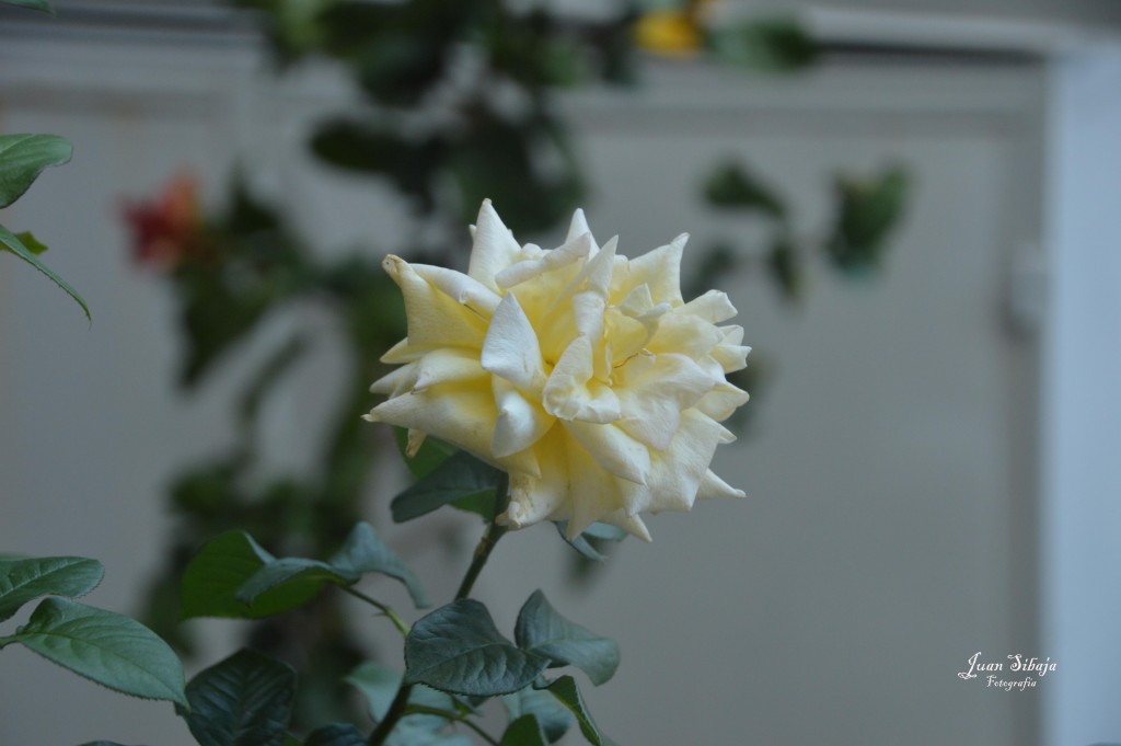 Foto de Alajuela, Costa Rica