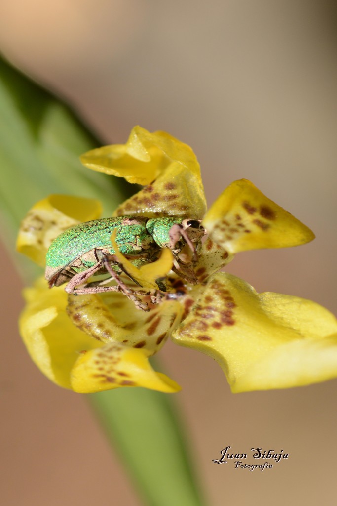 Foto de Alajuela, Costa Rica
