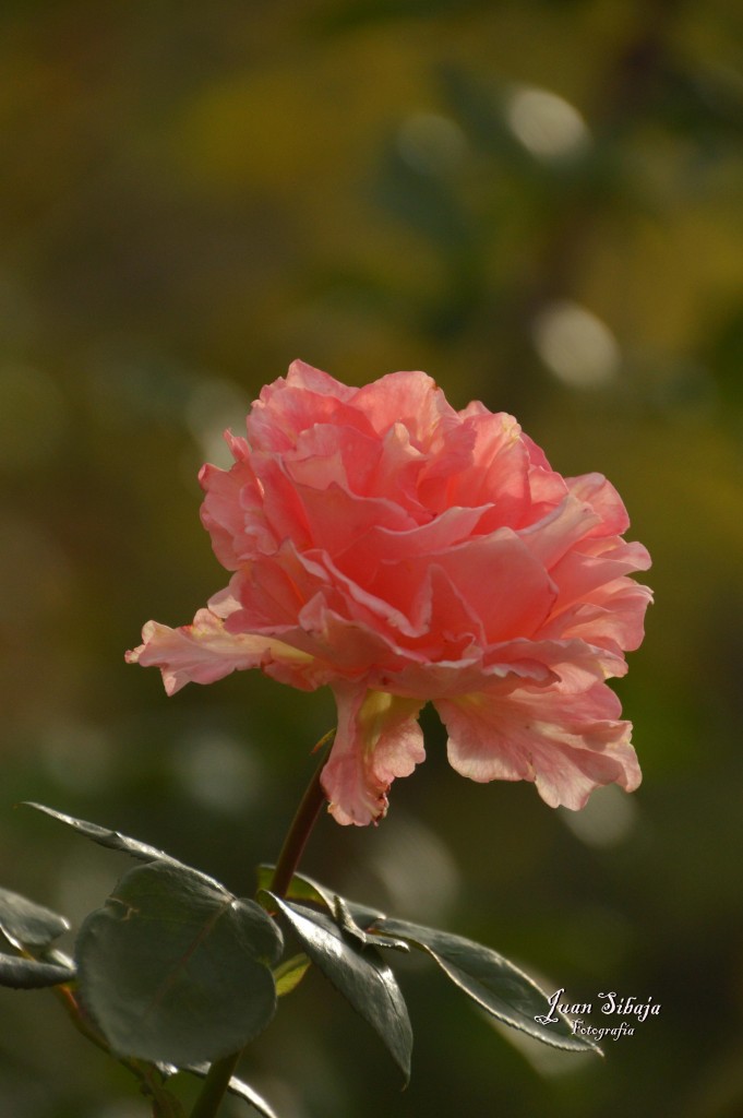 Foto de Alajuela, Costa Rica