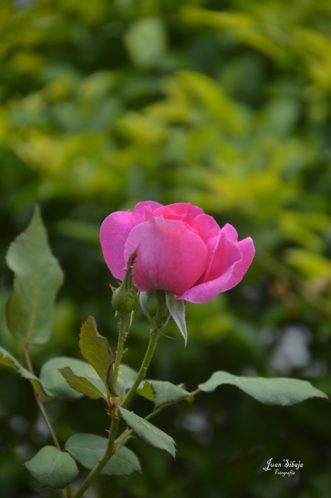 Foto de Alajuela, Costa Rica