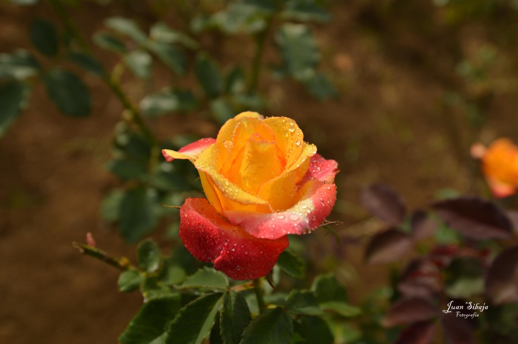 Foto de Alajuela, Costa Rica