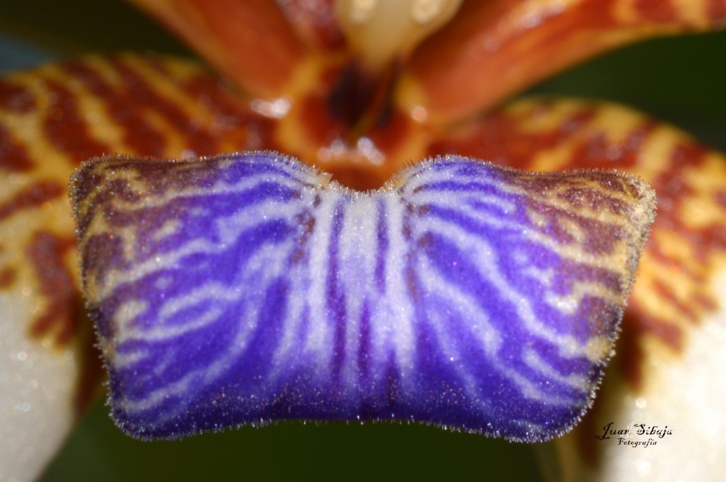 Foto de Alajuela, Costa Rica