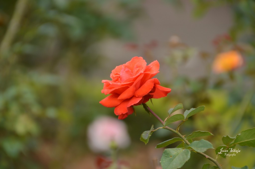 Foto de Alajuela, Costa Rica