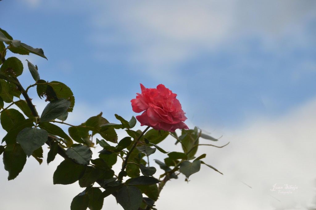 Foto de Alajuela, Costa Rica