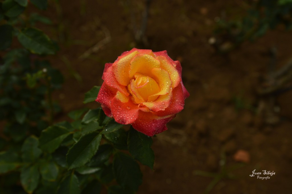 Foto de Alajuela, Costa Rica