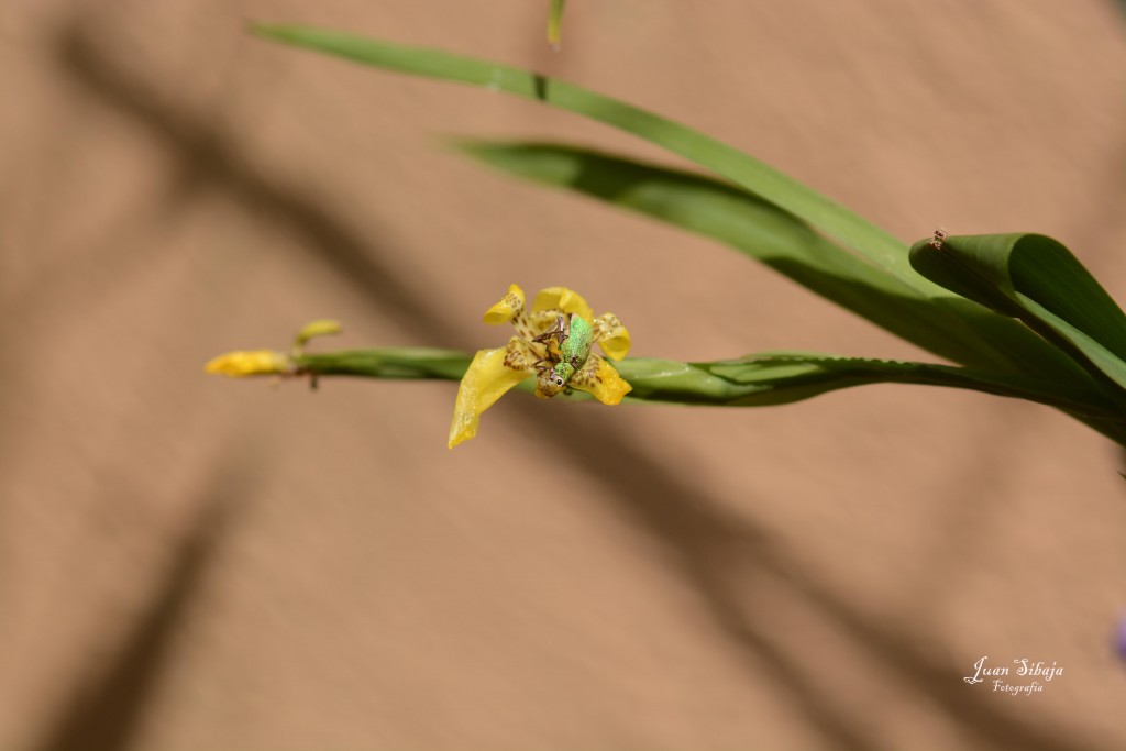Foto de Alajuela, Costa Rica