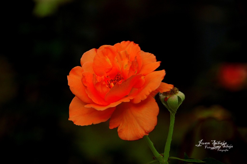 Foto de Alajuela, Costa Rica