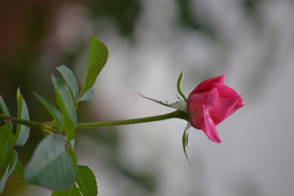 Foto de Alajuela, Costa Rica