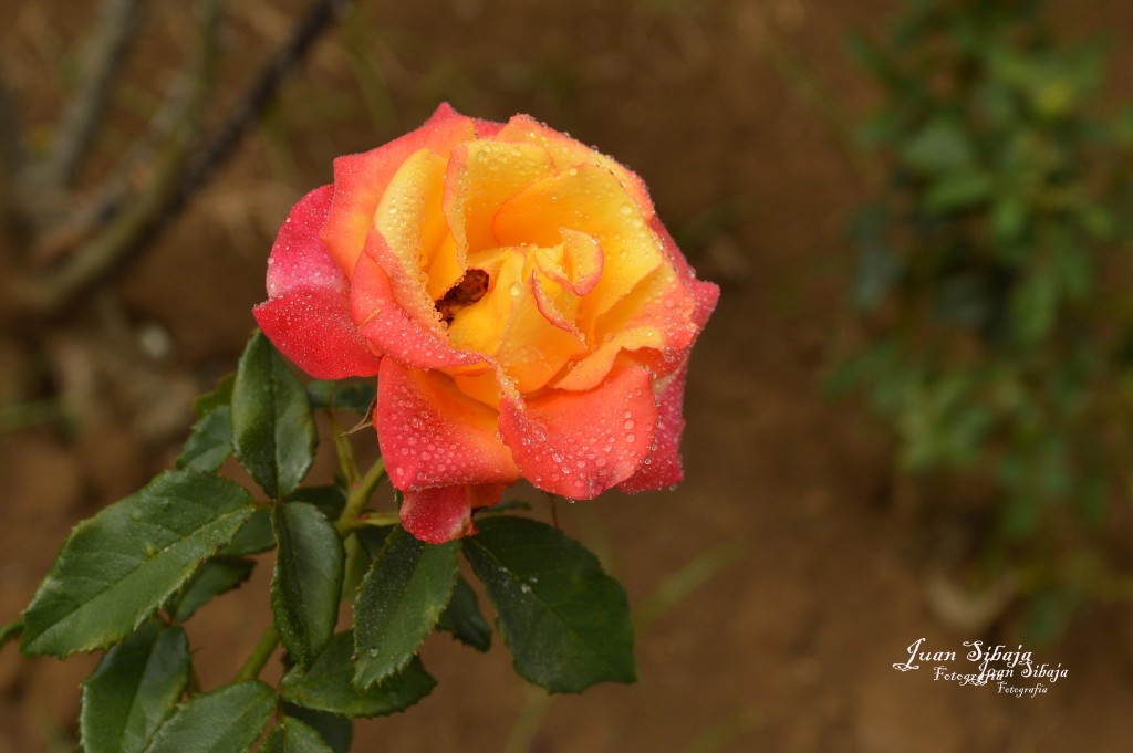 Foto de Alajuela, Costa Rica