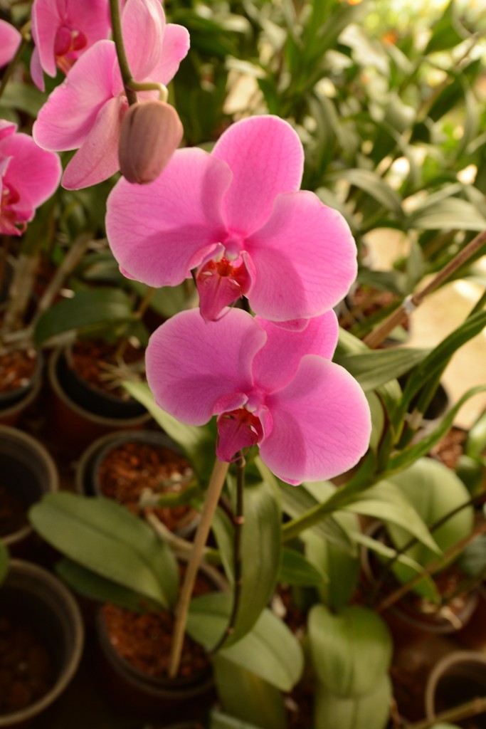 Foto de Alajuela, Costa Rica