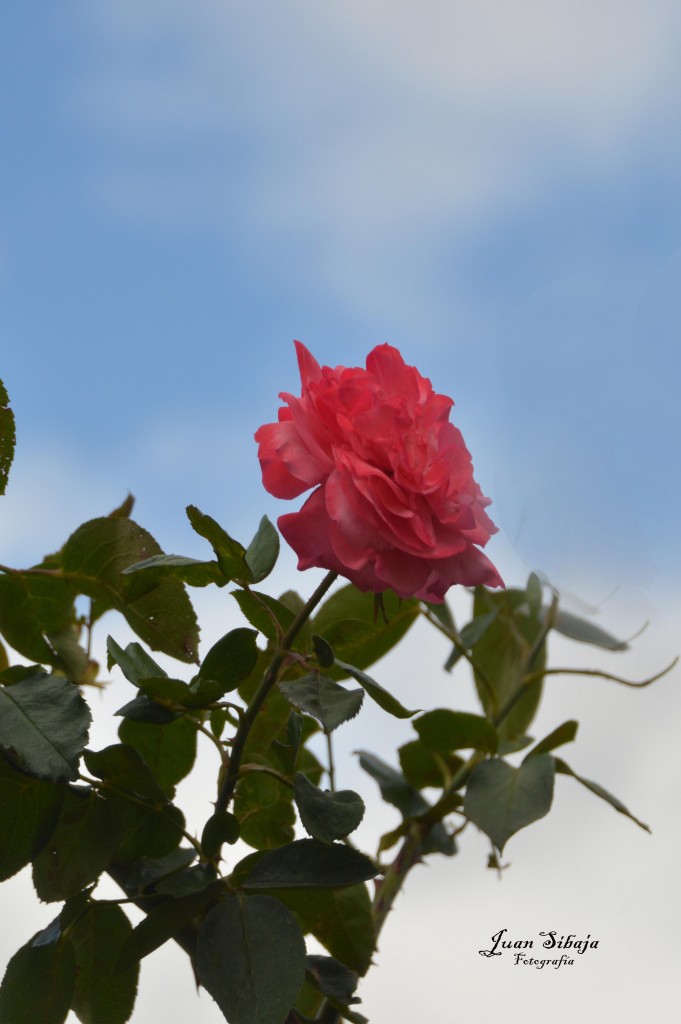 Foto de Alajuela, Costa Rica