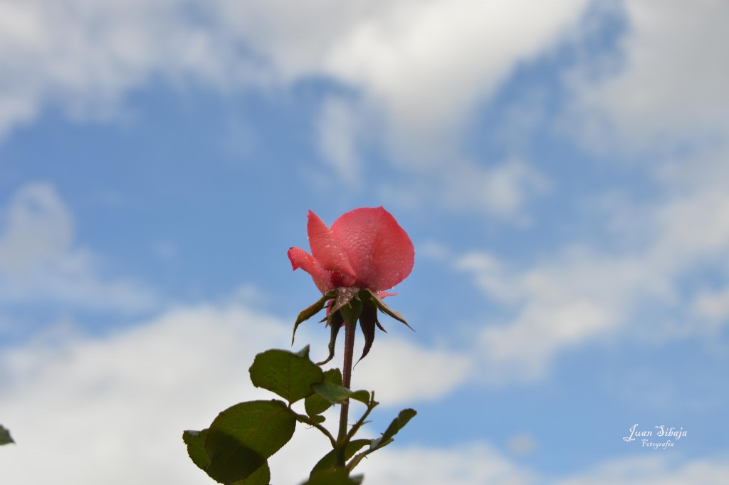 Foto de Alajuela, Costa Rica