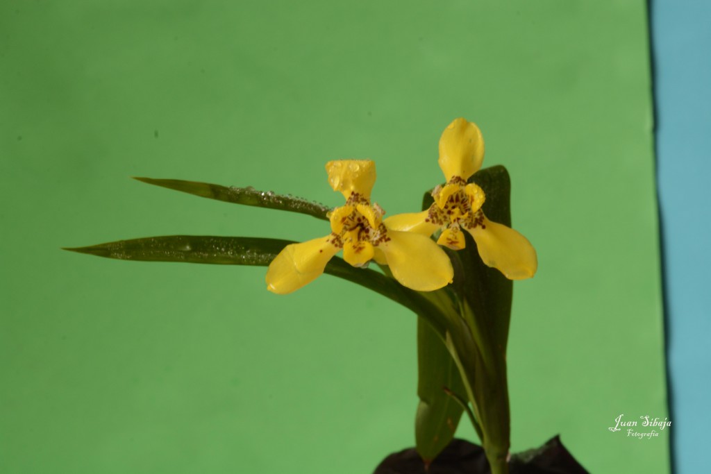 Foto de Alajuela, Costa Rica