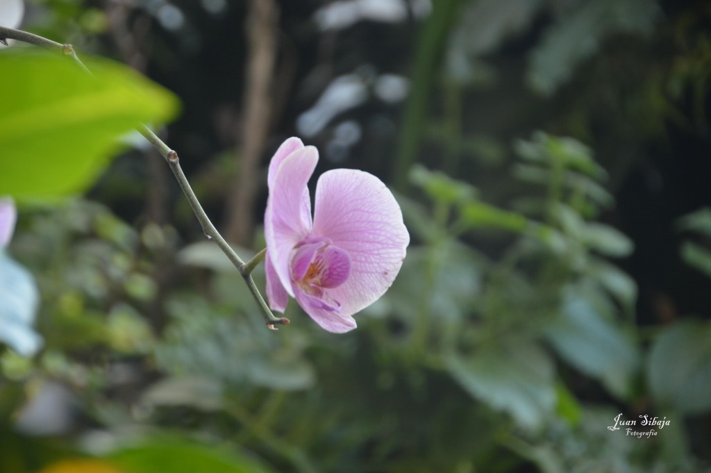 Foto de Alajuela, Costa Rica