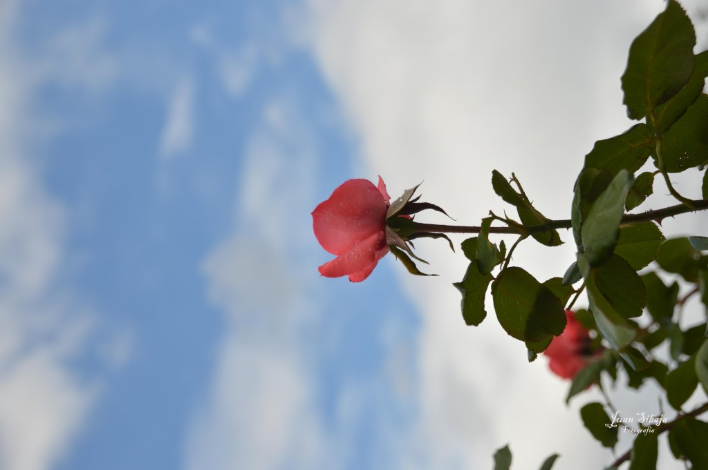 Foto de Alajuela, Costa Rica