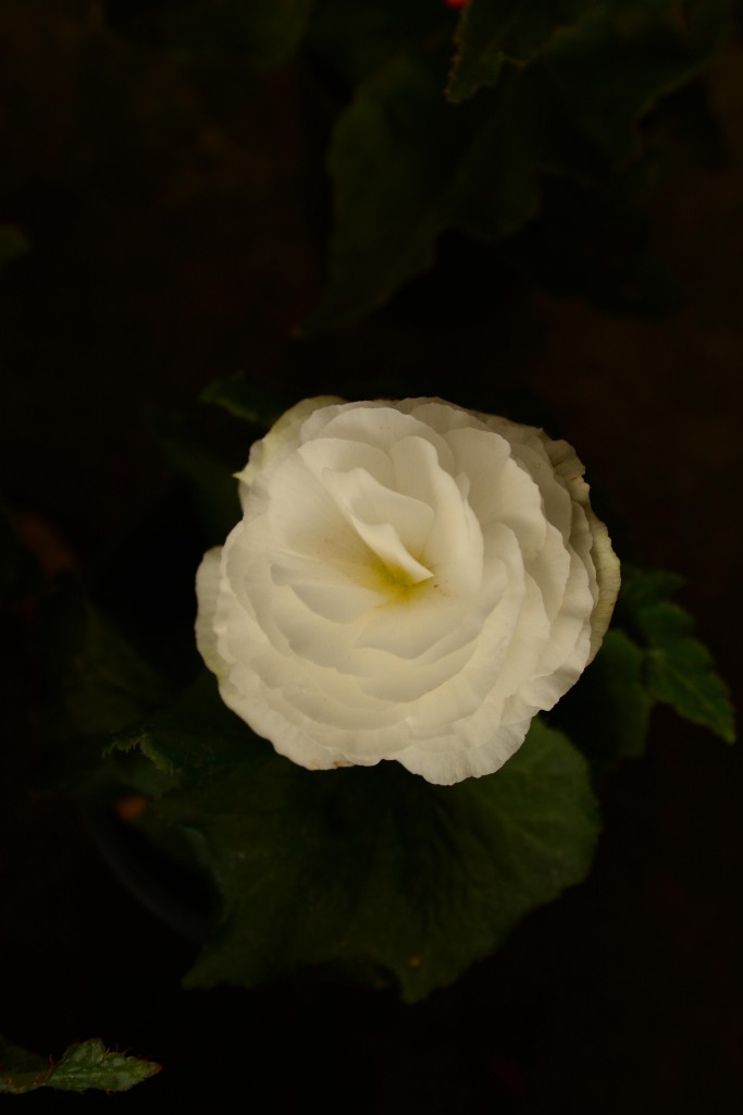 Foto de Alajuela, Costa Rica