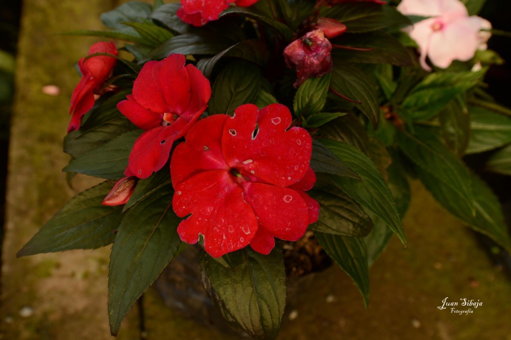 Foto de Alajuela, Costa Rica