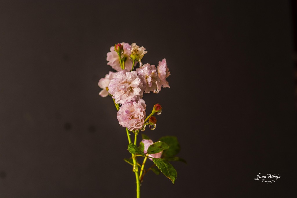 Foto de Alajuela, Costa Rica